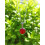 Pendentif Rond en Jaspe Rouge