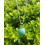 Pendentif Rond en Amazonite