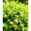 Pendentif Rond en Jaspe Paysage