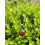 Pendentif Rond en Oeil de Taureau
