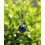 Pendentif Rond en Oeil de Faucon