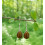 Boucles d'oreilles goutte d'eau en pierre naturelle Oeil de tigre