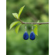 Boucles d'oreilles goutte d'eau Lapis lazuli