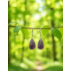 Boucles d'oreilles en Améthyste