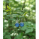 Boucle d'oreille rondes en Cyanite 