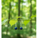 Boucles d'oreilles goutte d'eau en pierre naturelle Lapis lazuli