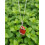 Collier & Pendentif Jaspe Rouge