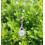 Collier & Pendentif Cristal de Roche
