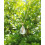 Pendentif " croix de jésus " en Cristal de Roche