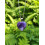 Pendentif coeur Agate Violette