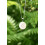 Collier & Pendentif "Porte Bonheur" Oeil de sainte Lucie