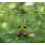 Boucles d'oreilles Oeil de Tigre